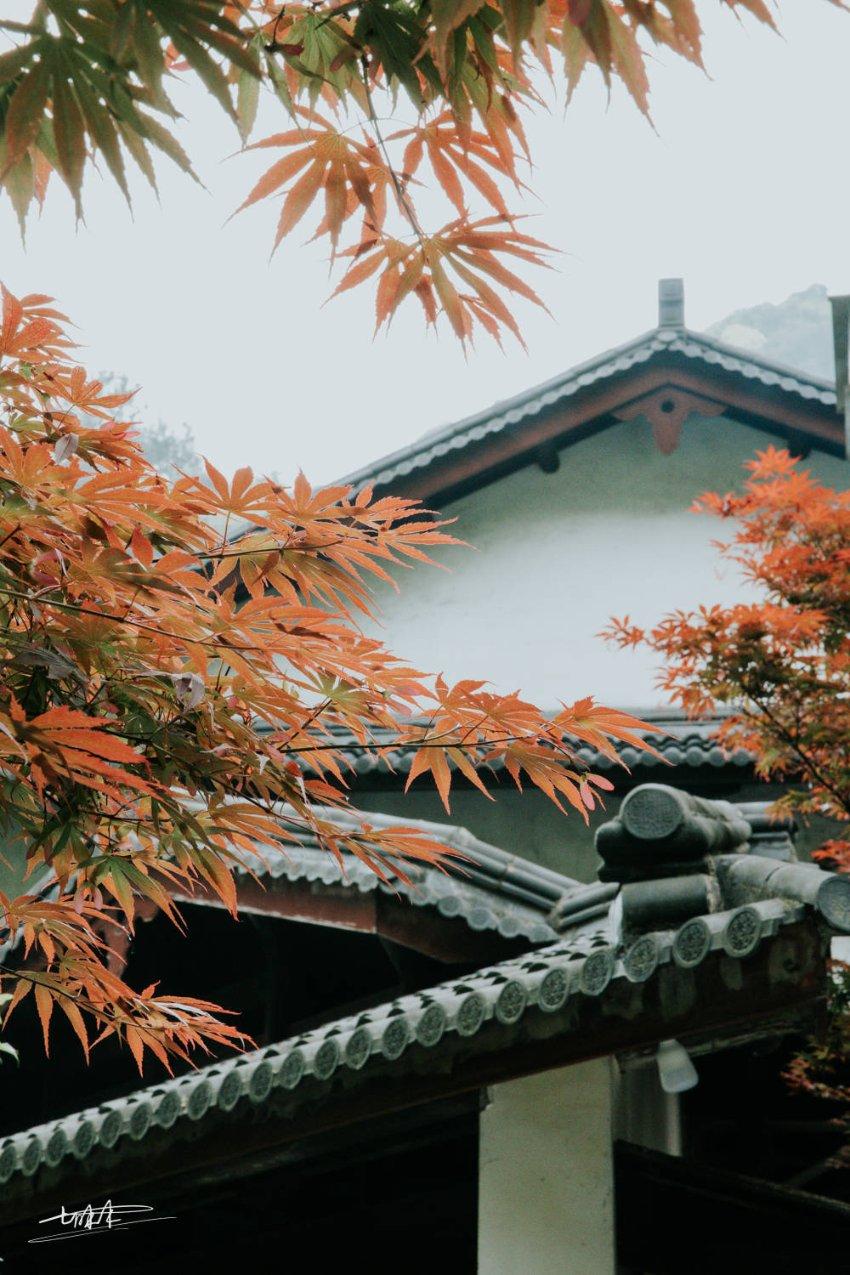 植物大战僵尸3